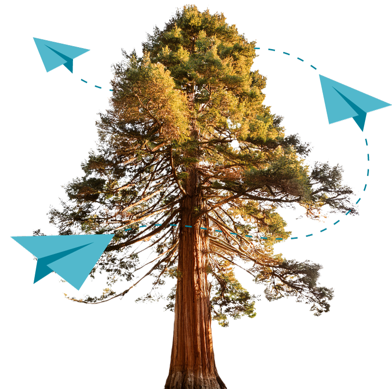 Sequoia tree with paper airplanes