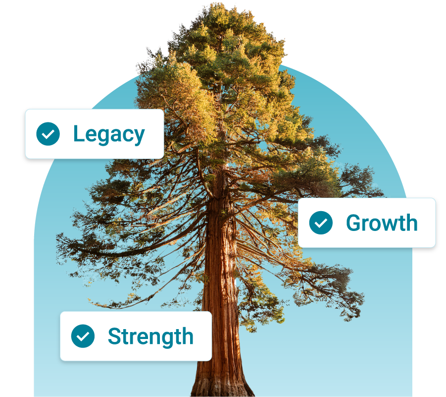 Sequoia Tree