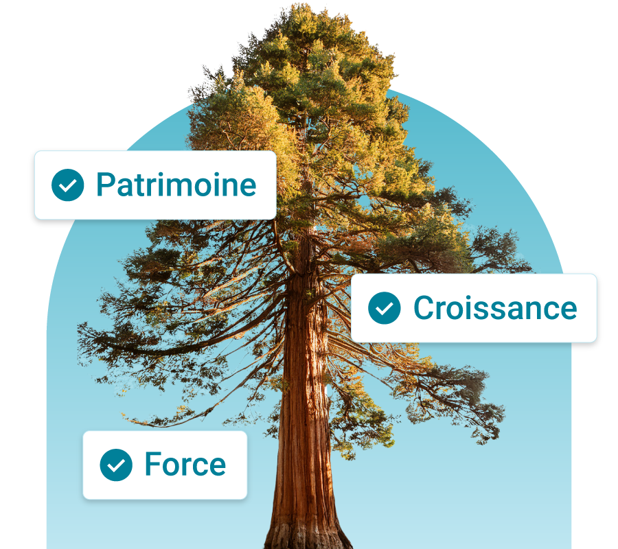 Sequoia Tree