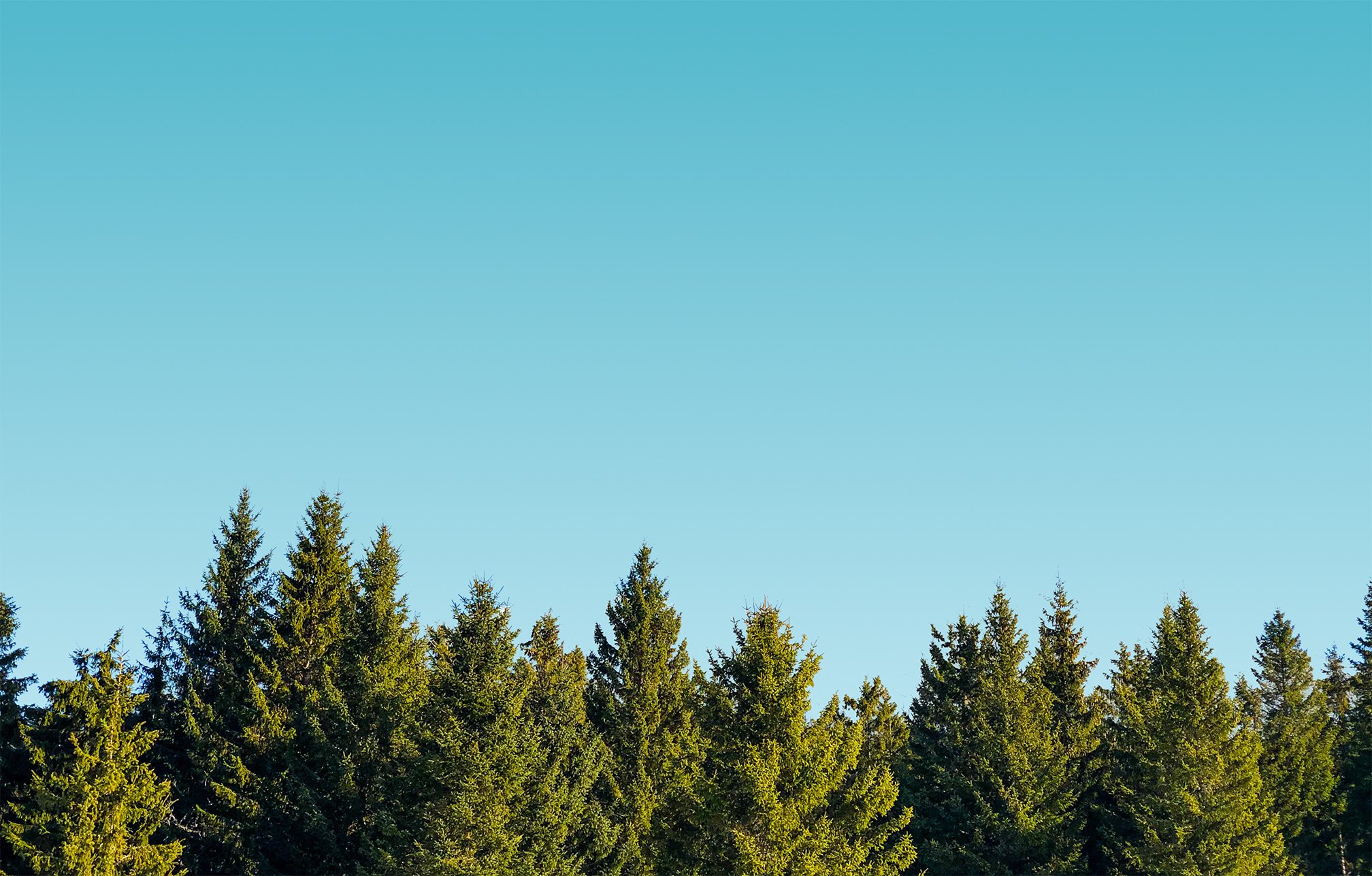 parallax image